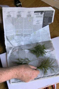 Placing specimen between newspaper sheets