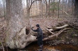 AJ standing by a tree in a stream near the Salamander Pond.