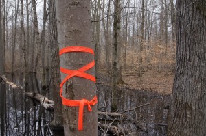 Orange tape wrapped around a tree