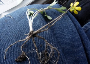 Sagebrush Buttercup - Ranunculus glaberrimus Hook