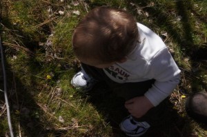 Grandson William looking at grass widows and buttercups