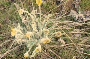 Arrowleaf Balsamroot - Clump with flowers just ready to bloom