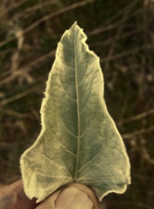 Arrowleaf Balsamroot – Note the shape of the leaf