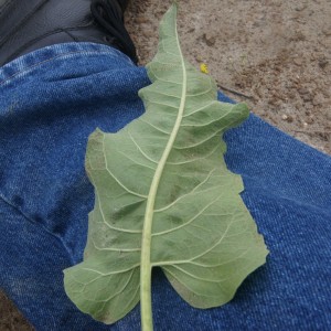 Underside of leaf Carey's Balsamroot