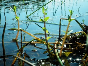 Stems poking through the water surface - 6 July 2013