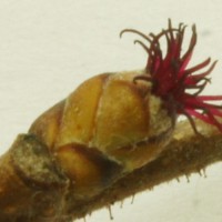 American Hazelnut - Corylus americana