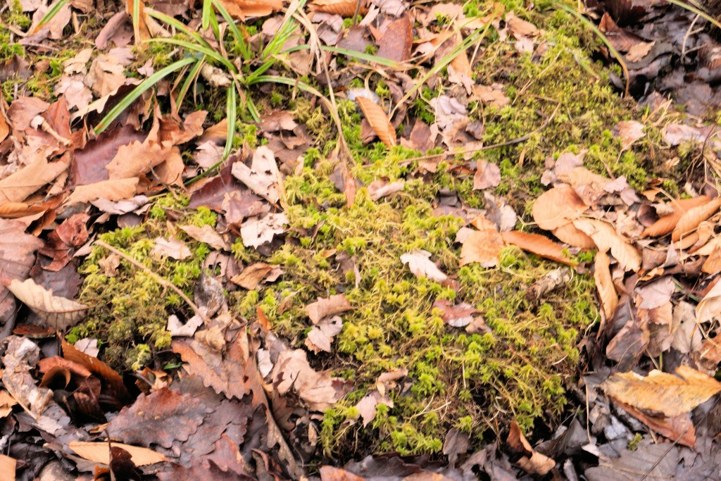 Sphagnum moss hummock