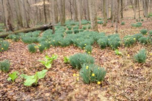 A nice patch of daffodils planted by someone a long time ago. You can see a seep with some skunk cabbage in the lower left corner.