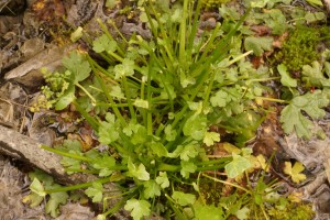 Ranunculus recurvatus - with leaves showing signs of deer herbivory