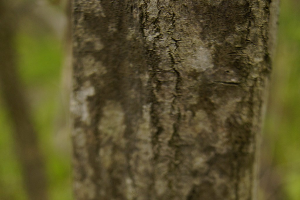 Alnus serrulata (Aiton) Willd. -  hazel alder