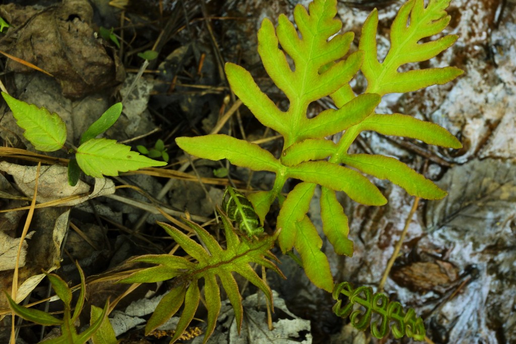 Woodwardia areolata (L.) T.Moore - Netted Chain Fern