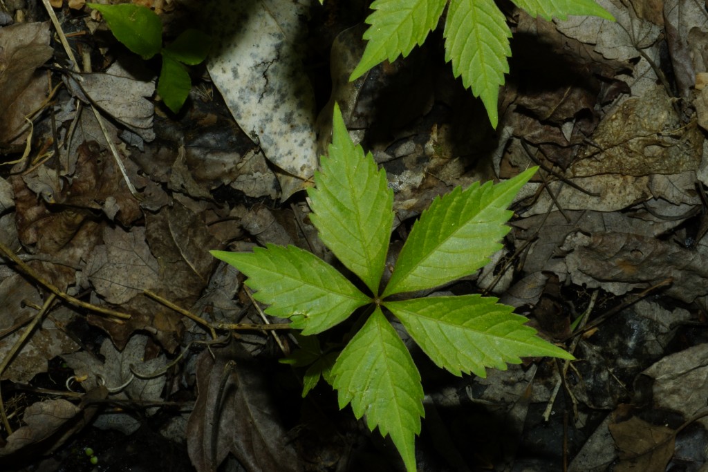 Parthenocissus quinquefolia (L.) Planch. - Virginia creeper
