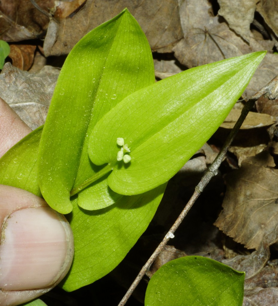 Maianthemum canadense Desf. - Canada mayflower