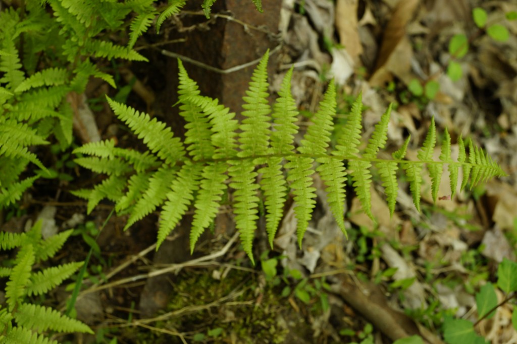 Thelypteris noveboracensis (L.) Nieuwl.- New York fern