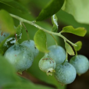 Almost ripe berries (photo taken in July 2011)