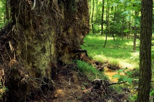 Tree tip-up exposing groundwater underneath
