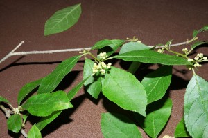 Branch with leaves and flowers