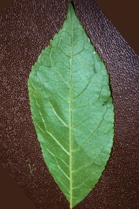 Leaf in full view