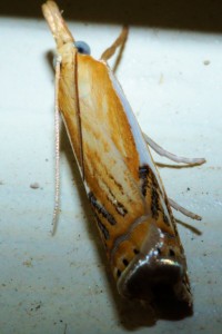 Snout moth - possibly Double-banded Grass Veneer