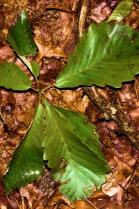 Chestnut Oak leaves