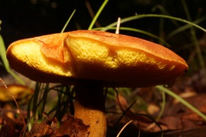 Mushroom 1 - Bolete?