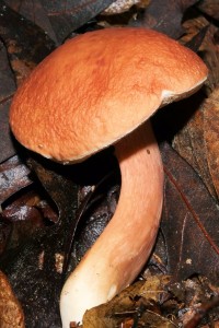 Mushroom 04