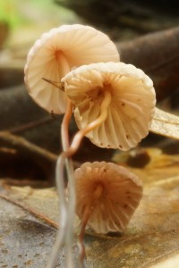 Mushroom 05