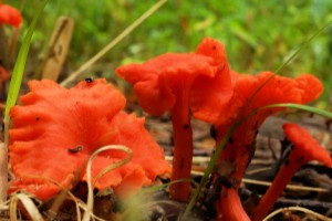 Mushroom 06 - Cantharellus cinnabarinus