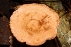 Mushroom 07