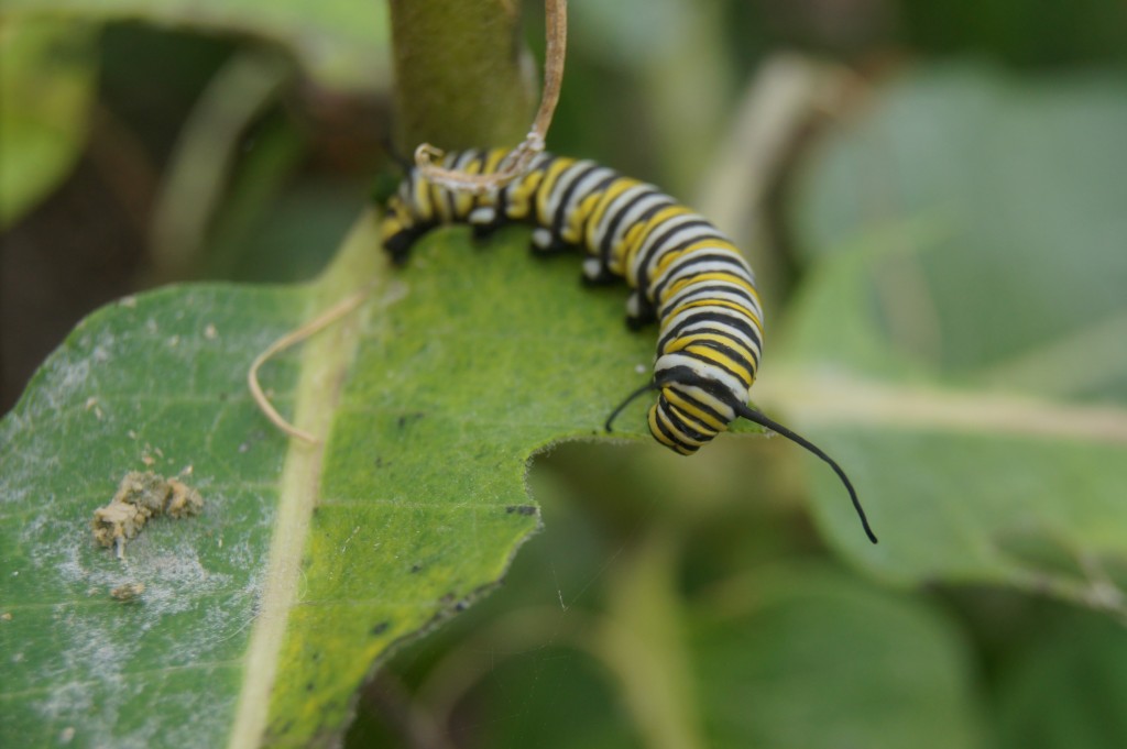 Monarch butterfly caterpillar eating milkweed leaf