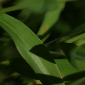 Close up of leaf - 8 September 2010