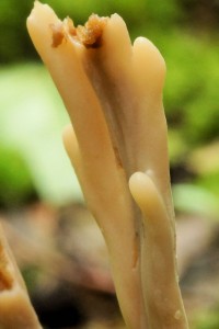Mushroom 08