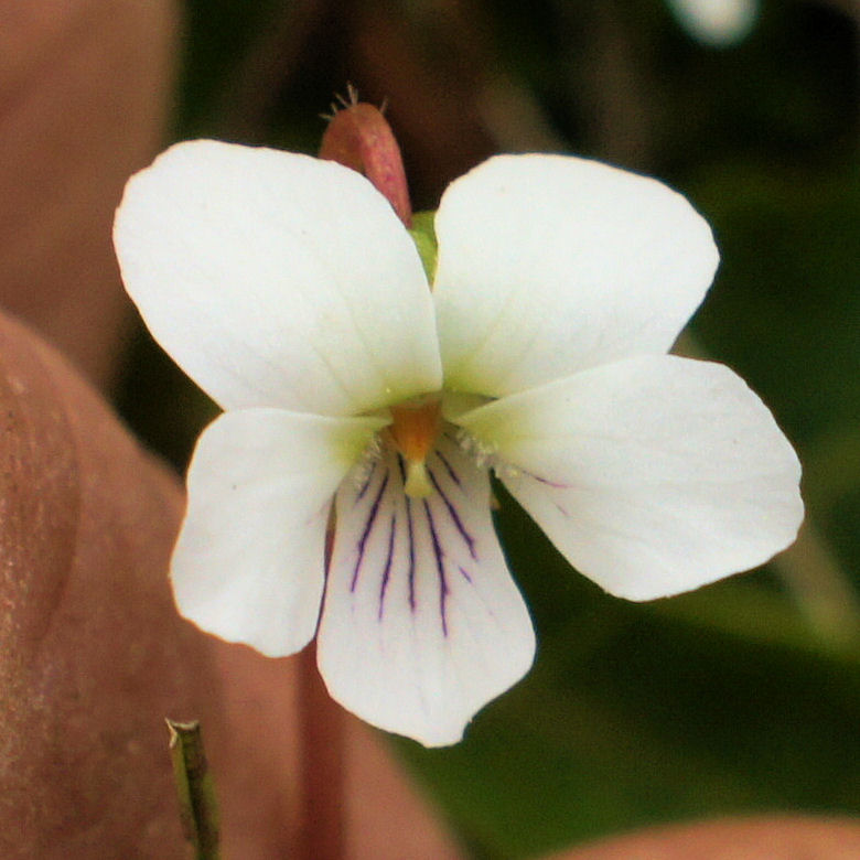 Viola primulifolia (primrose-leaved violet): Go Botany