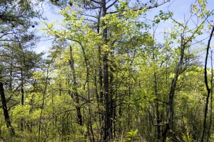 Trees in Pitch Pine Wetland - photo by Bill Harms