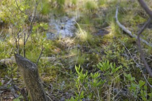 Sphagnum moss etc at Pitch Pine Wetland - photo by Bill Harms