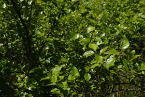 _DSC0581