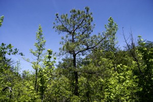 Pitch Pine in the middle surrounded by other trees
