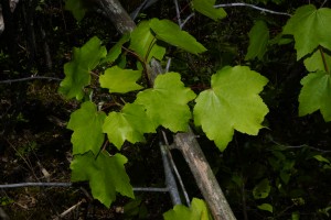 _DSC0610