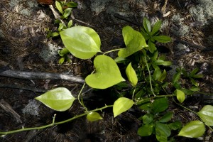 _DSC0612