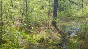 Pitch Pine Wetland - photo by Rod Simmons