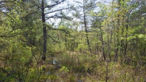 Pitch Pine Wetland - photo by Rod Simmons