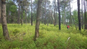 Pine Barrens Pine-Oak Woodland - Photo by Rod Simmons