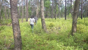 Pine Barrens Pine-Oak Woodland - Photo by Rod Simmons