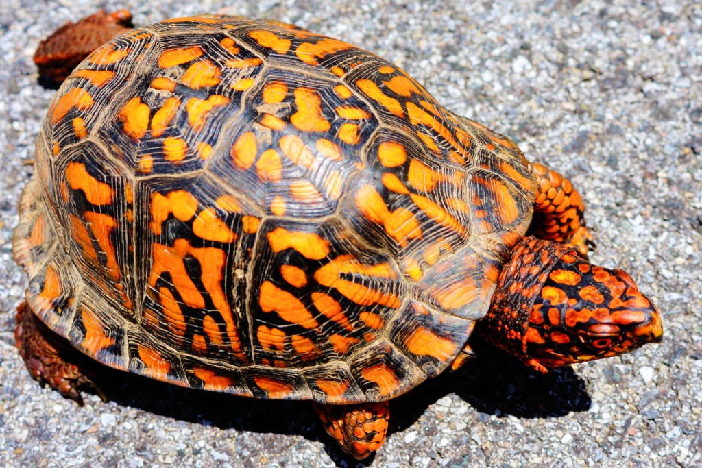 23 June 2015 - Eastern Box Turtle in Distress.